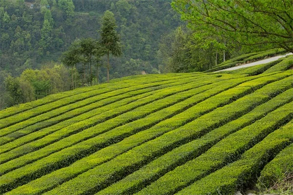 2月に種まきできる宿根草6選｜冬の庭で今すぐ始められる簡単ガイド