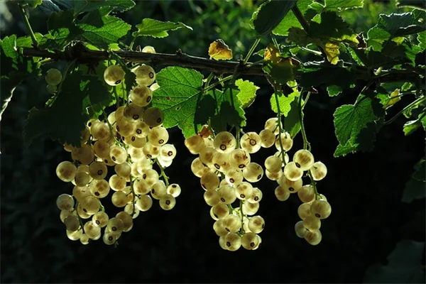 本物そっくり！AIよりすごい8つの植物