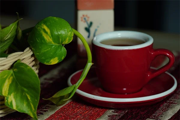 花店のアジサイはなぜ庭に植えてはいけない？その理由とおすすめ品種を解説