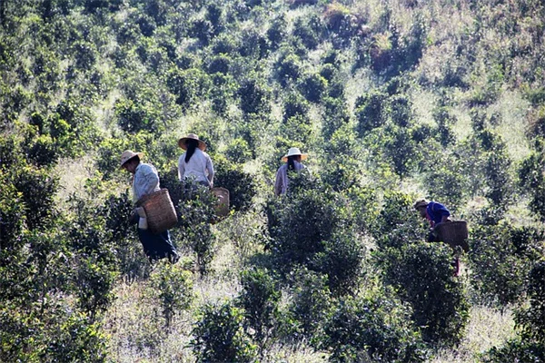 植物を霜から守る！家庭にあるもので簡単にできる5つの方法