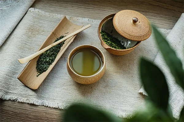 星座植物の選び方と育て方｜10年目のプロが教える失敗しないコツ