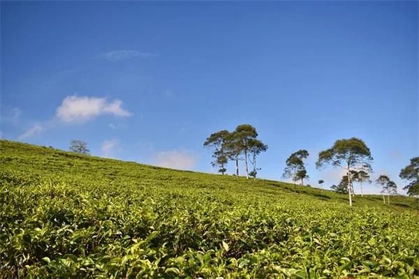 モグラ塚の土で種まき？無料で効果抜群の秘密を解説