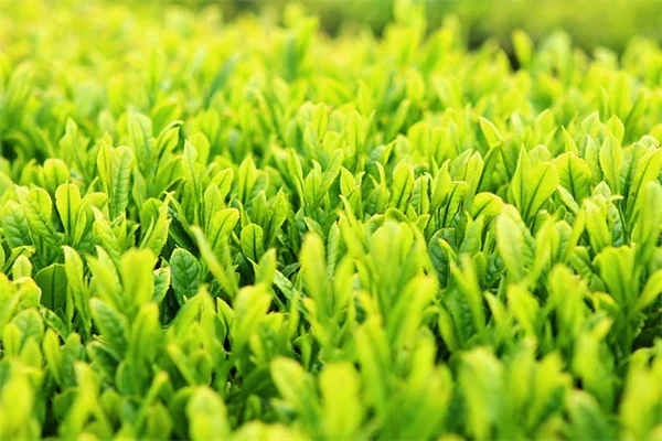 星座植物の選び方と育て方｜10年目のプロが教える失敗しないコツ