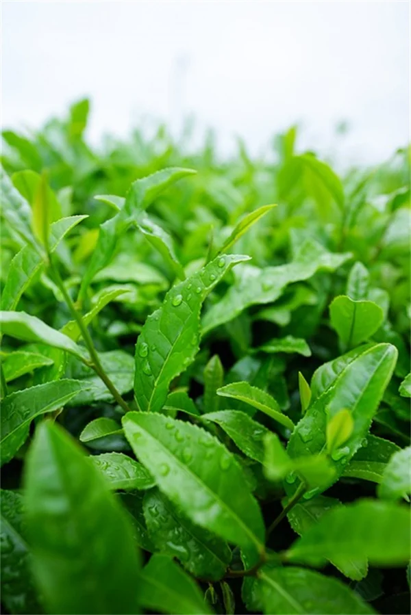 バラの植え付け時期はいつがベスト？種類別に経験者が解説