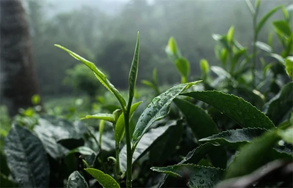 庭師が知るべき禁止植物リストと駆除方法