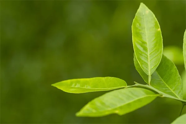 大型観葉植物おすすめ5選！初心者でも失敗しない育て方のコツ
